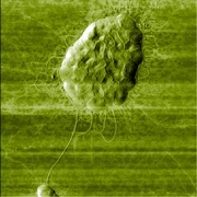 Fig.1b. Tapping mode, monolayer aggregate bacteria cells, 13x13µm, HQ:NSC18 AFM probe, p.c. Prof.I.Yaminsky, MSU