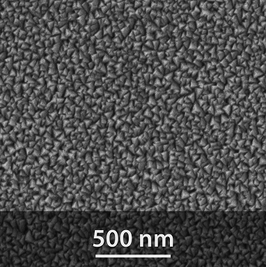 SEM image of the PA01 surface