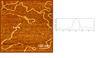 Fig.2. Tapping mode topography, DNA, former diamond SCD AFM probe, 750x750nm, height 1nm; p.c. S.Magonov, Agilent