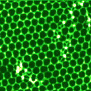 (b) AFM image (400 x 400 nm) of hexagonal DNA self-assembly obtained with NSC14 AFM probe (now upgraded to HQ:NSC14).