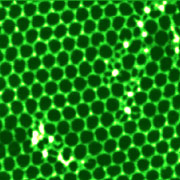 Fig.1b. AFM image, hexagonal DNA self-assembly, HQ:NSC14 AFM probe, 400x400nm, p.c. S.Magonov, Agilent