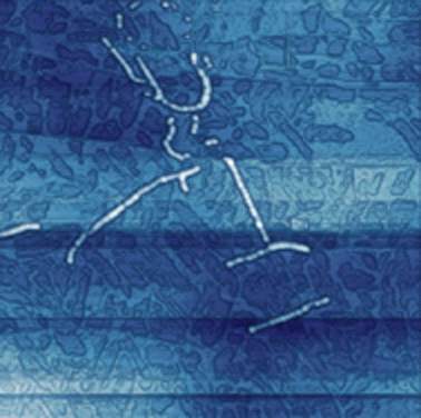 Fig.1. AFM image of potato virus X subjected to phosphorylation, 2.4x2.4 um, height 22 nm. p.c. Prof.I.V.Yaminsky, MSU&ATC