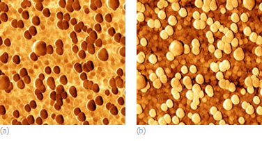  Fig.2. Gold evaporated on mica with organic layer. Gold islands reveal lower friction. Trace (a) and retrace (b) images, left to right and right to left. Scan size 1 micron. Image courtesy of L.V. Kulikova and I.V. Yaminsky, MSU&ATC.
