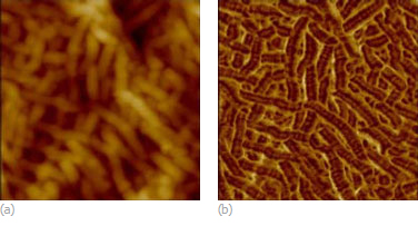 Fig.1. Height (a) and phase (b) images of a biaxially oriented high-density polyethylene film obtained in tapping mode. Scan size 400 nm. Images courtesy of S. Magonov.