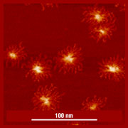 Fig. 1. Height image of single star-like macromolecules on mica. Scan size 300 nm.