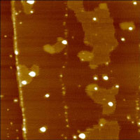 Fig.1a. AFM height image, ultrathin film, Hi'Res-C AFM probe, 500x500nm, height 5nm, p.c. Dr.S.Magonov, Veeco