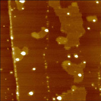 Fig.1a. AFM height image, ultrathin film, Hi'Res-C AFM probe, 500x500nm, height 5nm, p.c. Dr.S.Magonov, Veeco Fig.1a. AFM height image, ultrathin film, Hi'Res-C AFM probe, 500x500nm, height 5nm, p.c. Dr.S.Magonov, Veeco
