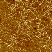 Fig.1a. Triphenylene molecules spincast from hexane on Si/SiO2, HQ:NSC14 AFM probe, 2x2µm, p.c. T-Q.T.Nguyen 