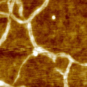 Fig.1b. Triphenylene molecules spincast from hexane on Si/SiO2, Hi'Res-C14/Cr-Au AFM probe, 300x300nm, p.c. T-Q.T.Nguyen