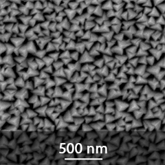 SEM image of the PA01 surface SEM image of the PA01 surface