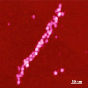 (b) Single fibrin strand. Scan size 400 nm.