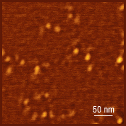 Fig.3. AFM topography, single molecules of fibrinogen on mica, AFM probe R<10nm, height 1.5nm; p.c. S. Magonov, Agilent