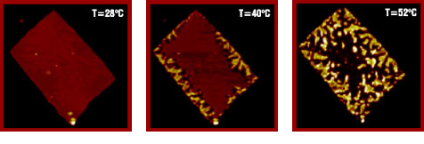 Fig. 1. Topographic tapping mode AFM images (13 x 13 µm2) show the morphological evolution of a single crystal of PDPS as a function of temperature. Concurrently measured electron-diffraction patterns demonstrate the transformation of the pseudotetragonal R phase of PDPS into the hexagonal columnar mesophase (R.I Gearba, et. all., Macromolecules 39, 978-987 (2006)). Images are courtesy of Dr. D. Ivanov.