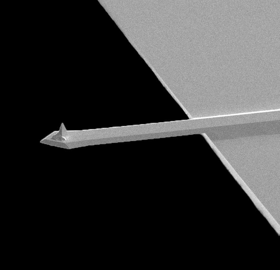 AFM cantilever of MikroMasch soft tapping mode AFM probe