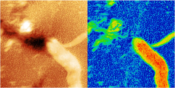 OSC-Elastomer Blend 1.5 µm AFM Images after nanomachining – MikroMasch® SelfAdjust-Air AFM Probes